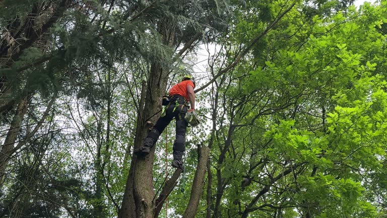 How Our Tree Care Process Works  in  Luling, TX