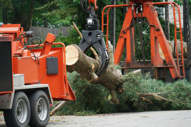 Best Tree Risk Assessment  in Luling, TX