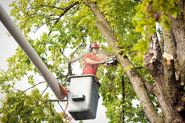 Best Leaf Removal  in Luling, TX